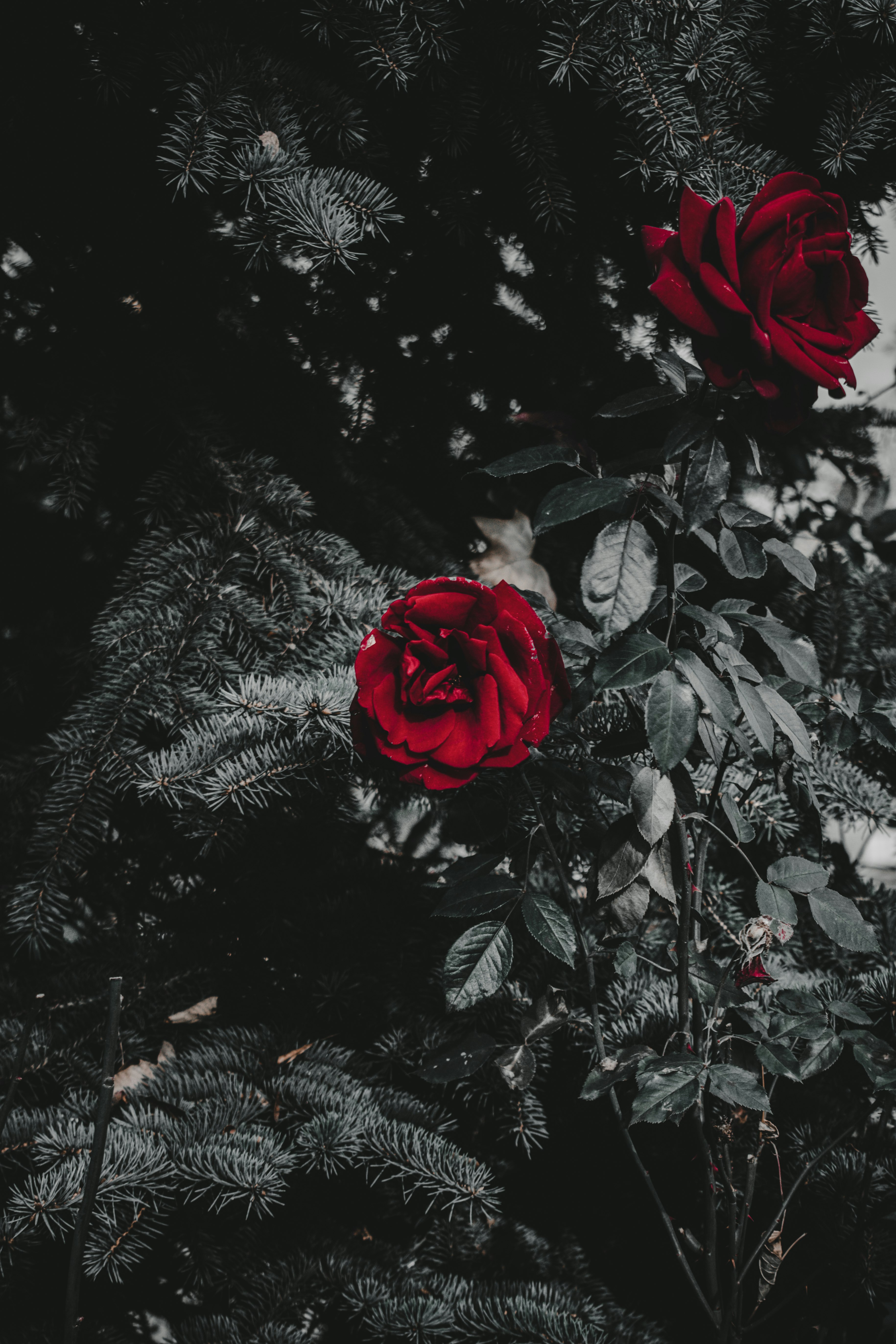 red rose in bloom during daytime